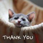 Kitten_thanks