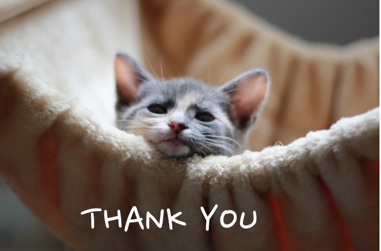 kittens saying thanks
