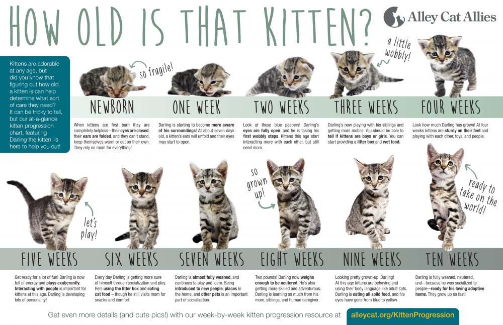 Mini Cats Size Chart