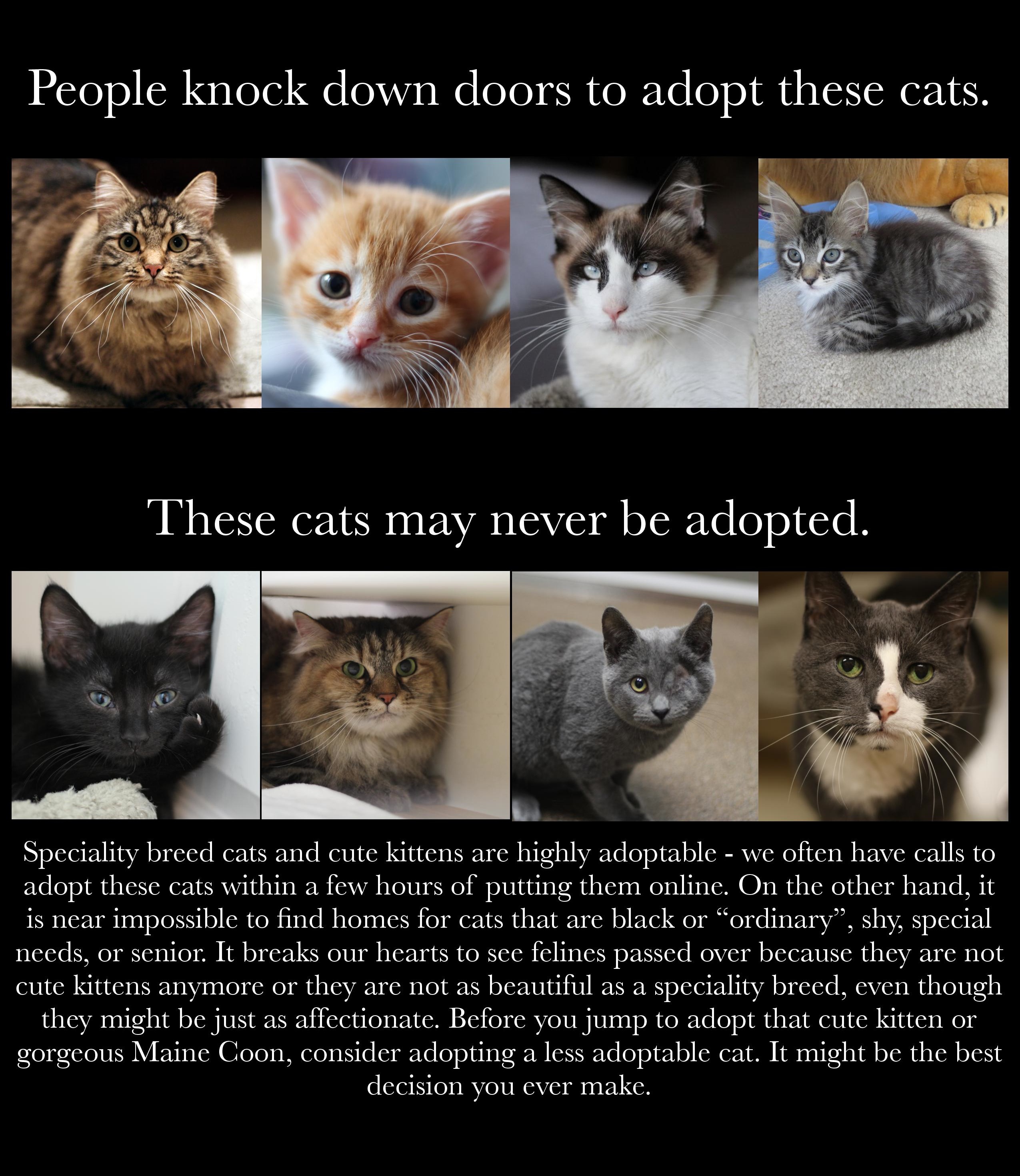 Adopt a Less Adoptable Cat CARE Cat Adoption & Rescue Efforts