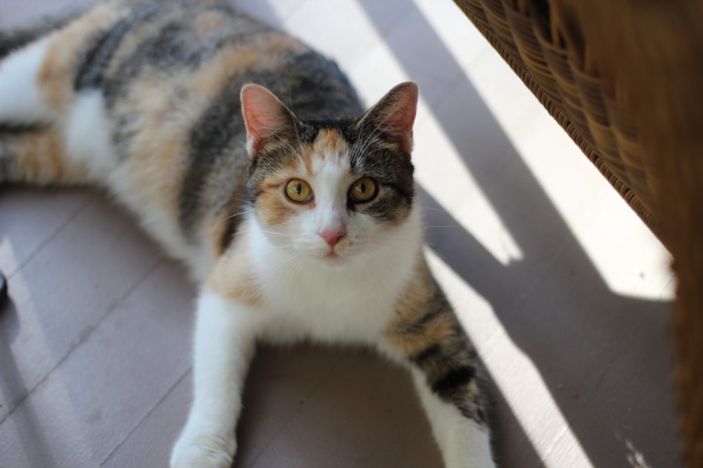 harmony1 CARE Cat Adoption & Rescue Efforts