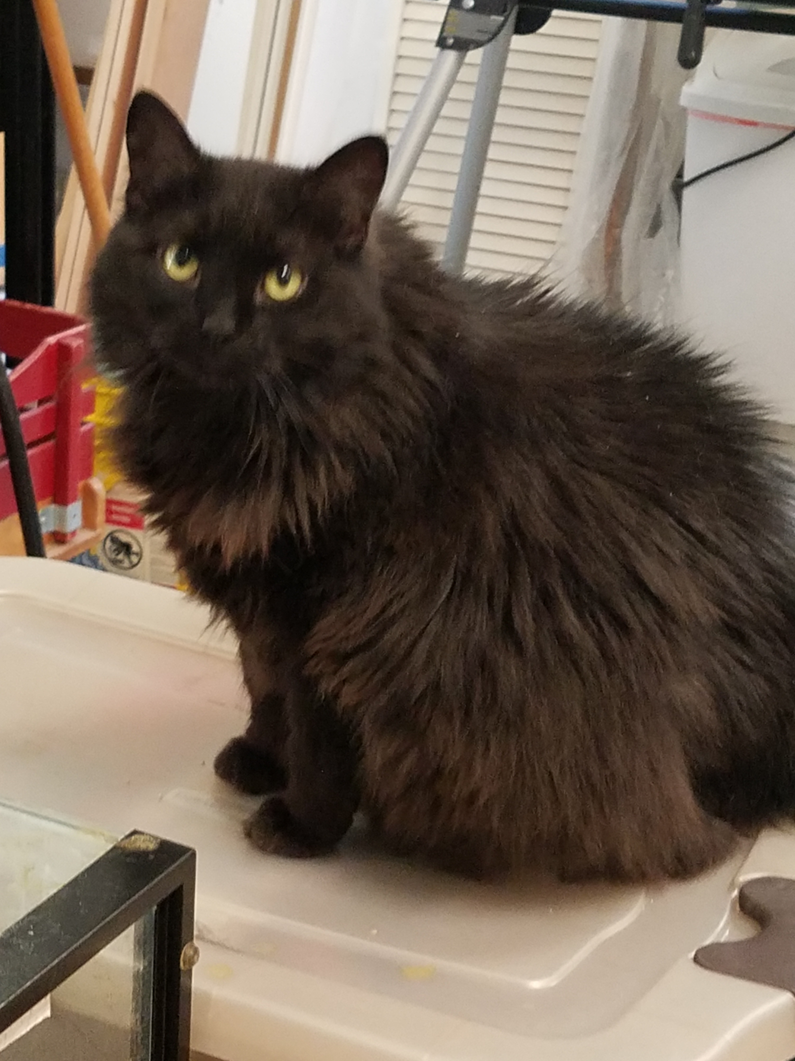 Ashlyn the fluffy girl – CARE – Cat Adoption & Rescue Efforts