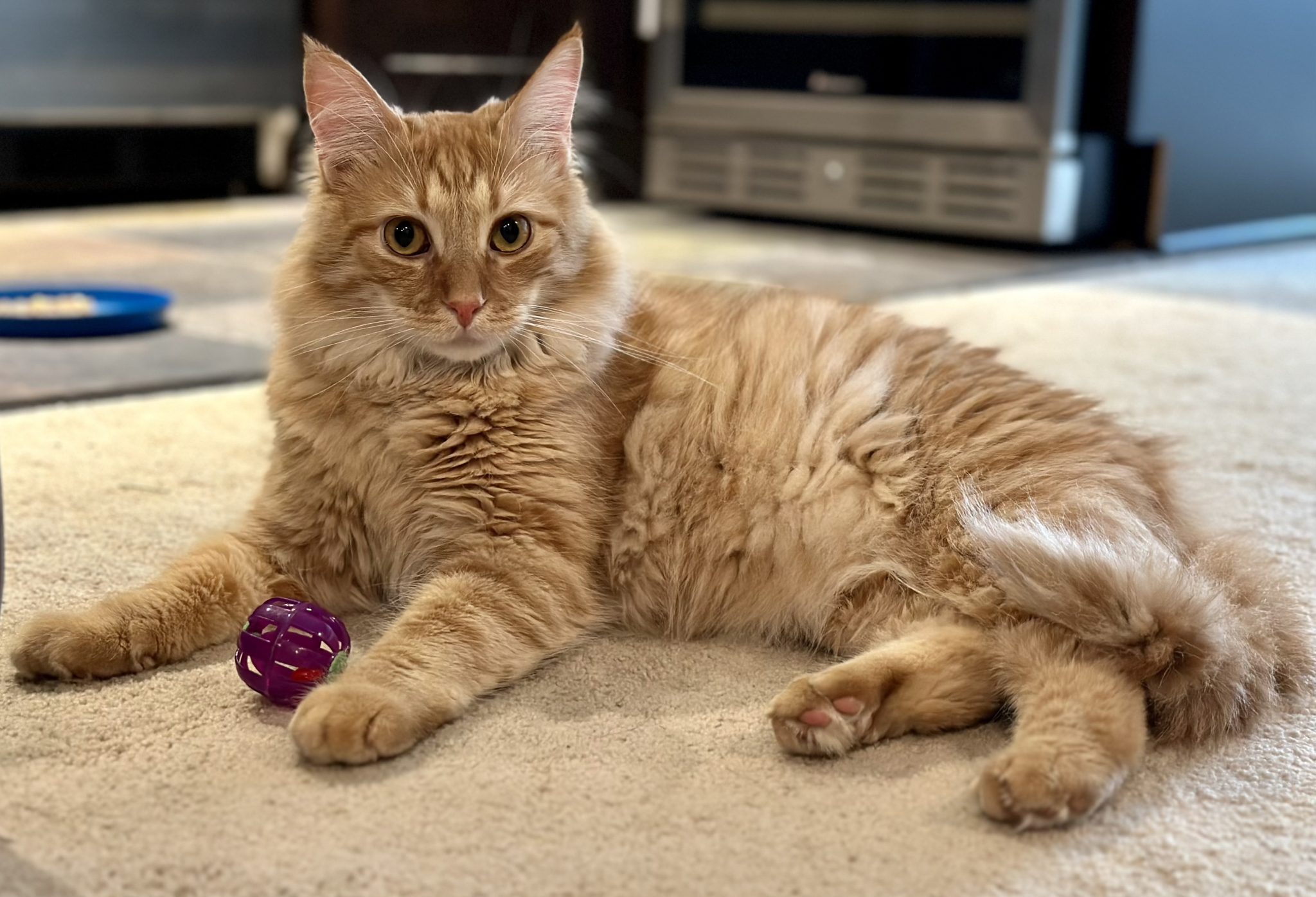 Houston CARE Cat Adoption & Rescue Efforts